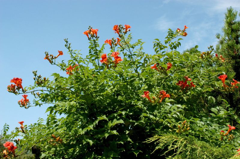 Campsis tagliabuana 'Mme Galen' - Große Kletter-Trompetenblume 'Mme Galen'