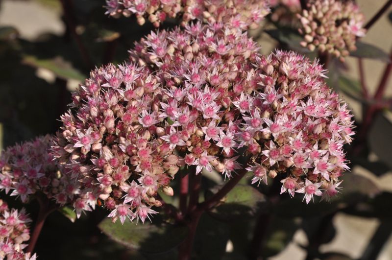 Sedum telephium 'Matrona' - Großes Garten-Fettblatt Matrona