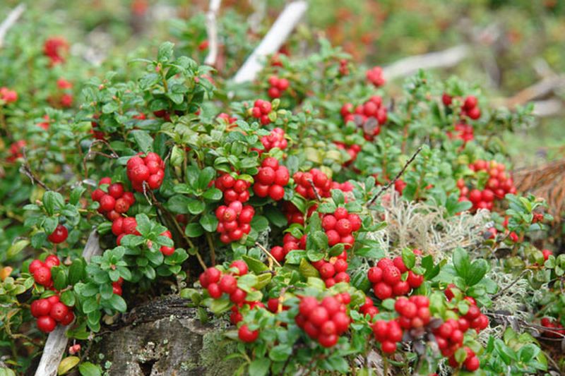 Vaccinium macrocarpon - Großfrüchtige Moosbeere
