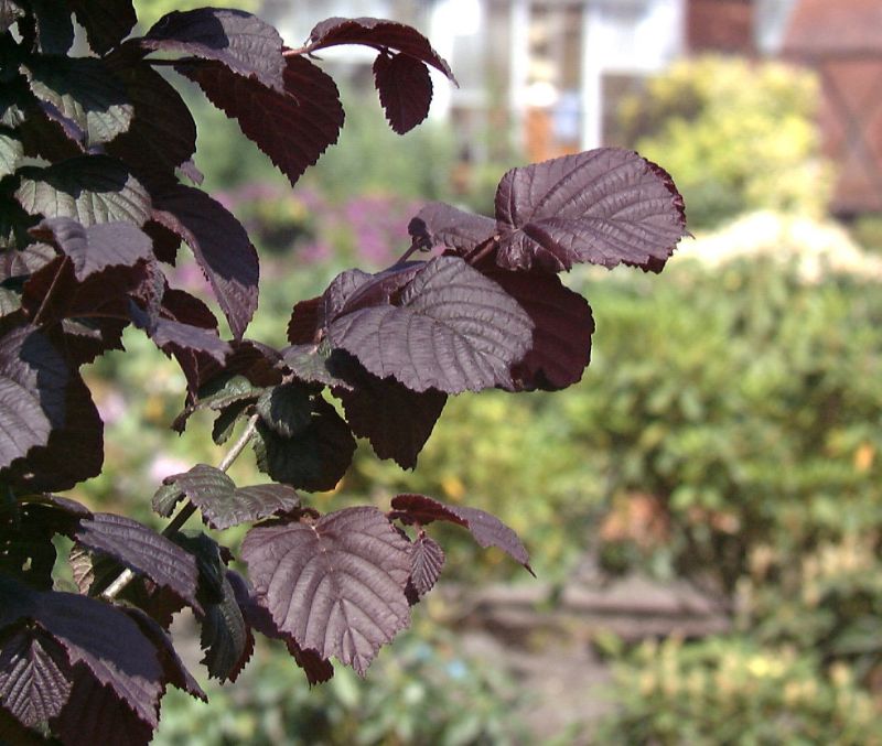 Corylus avellana 'Rotblättrige Zellernuss' - Großfrüchtige Waldhasel 'Rotbl.Zellernuss'
