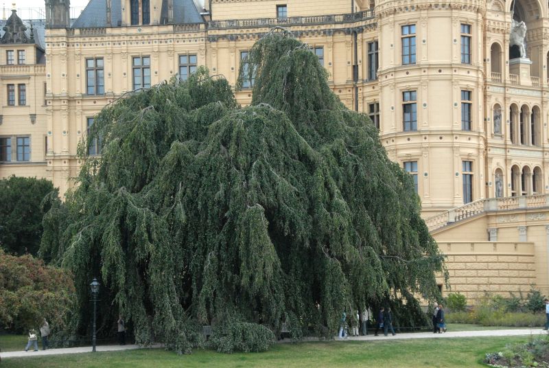 Fagus sylvatica 'Pendula' - Grüne Hängebuche