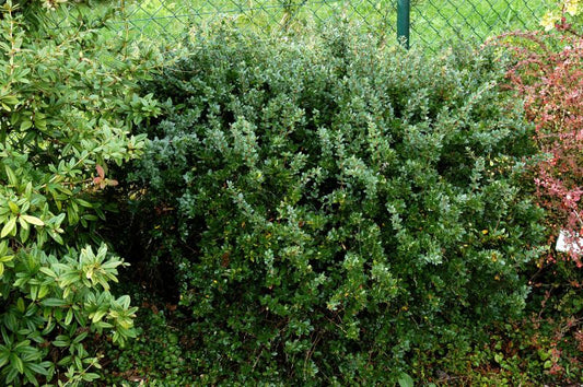Berberis buxifolia 'Nana' - Grüne Polsterberberitze