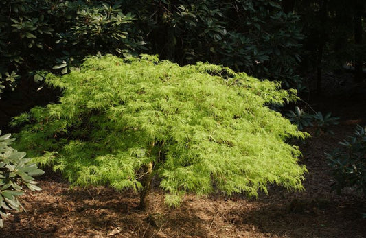 Acer palmatum 'Dissectum' - Grüner Schlitzahorn
