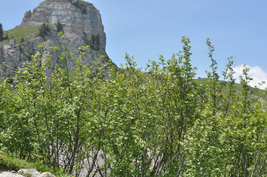 Alnus viridis - Grünerle, Alpenerle