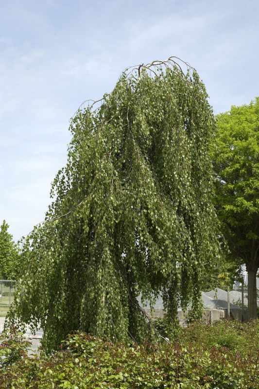 Betula pendula 'Tristis' - Hängebirke