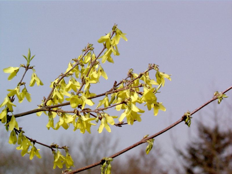 Forsythia suspensa fortunei - Hängende Forsythie