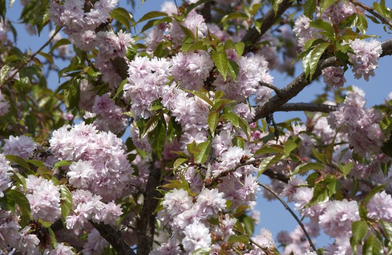 Prunus serrulata 'Kiku-shidare-zakura' CAC - Hängende Nelkenkirsche 'Kiku-shidare-zakura'