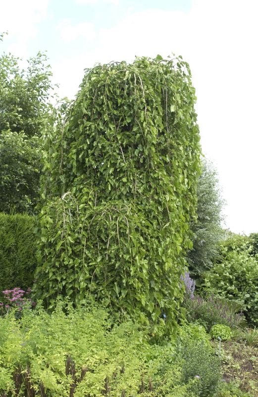 Morus alba 'Pendula' - Hängender Weißer Maulbeerbaum