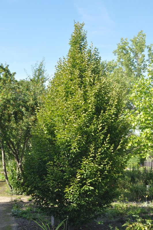 Carpinus betulus 'Fastigiata' - Hainbuche 'Fastigiata' / Pyramiden-Weißbuche