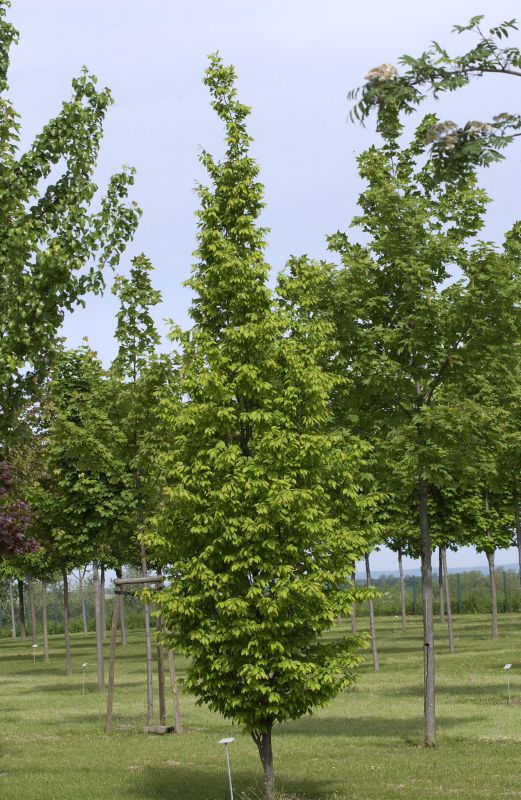 Carpinus betulus 'Frans Fontaine' - Hainbuche / Weißbuche 'Frans Fontaine'