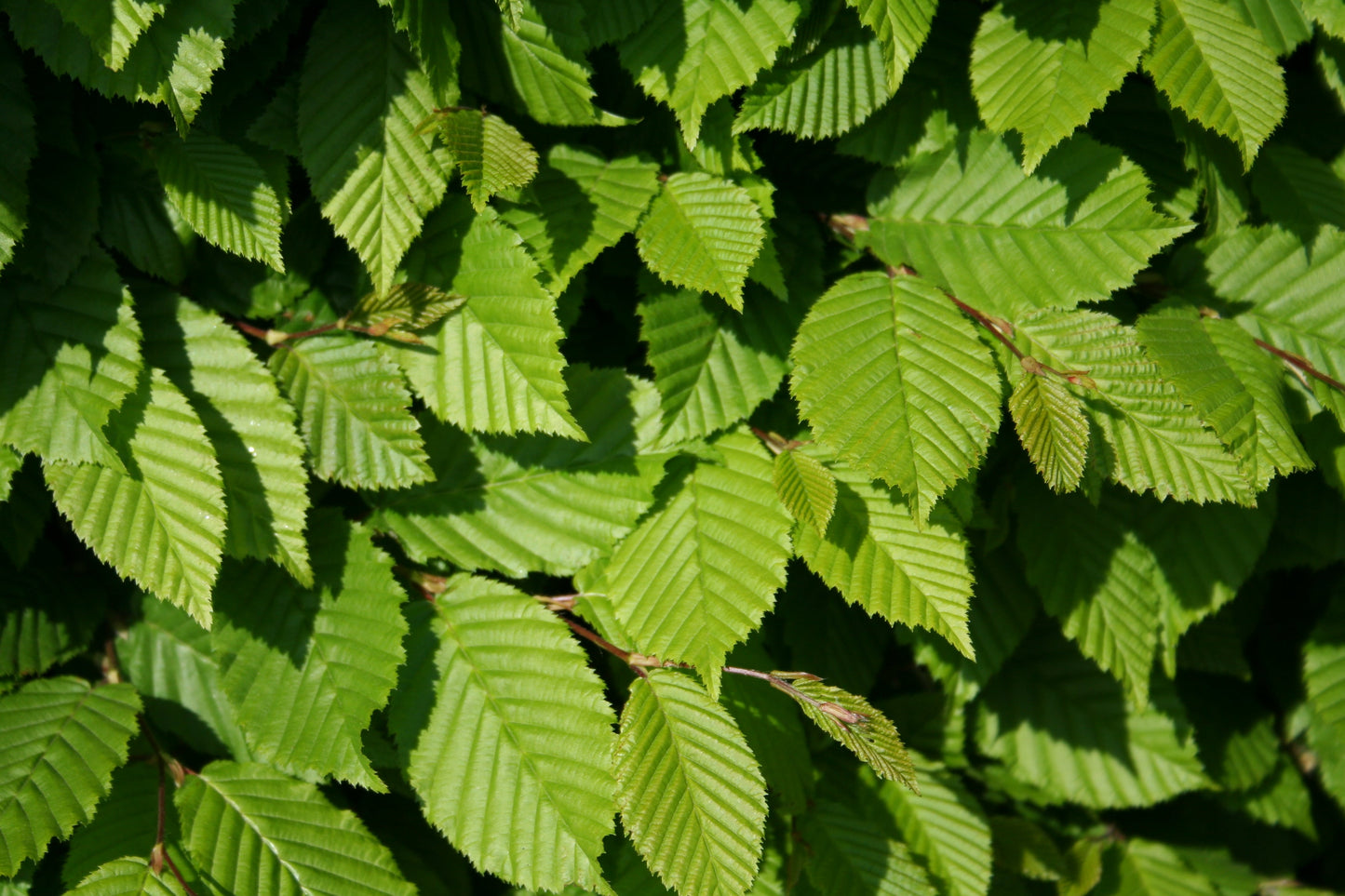 Carpinus betulus - Hainbuche / Weißbuche
