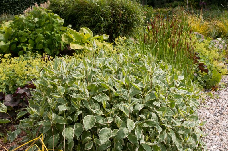 Cornus alba 'Ivory Halo' ® - Hartriegel 'Ivory Halo' ®