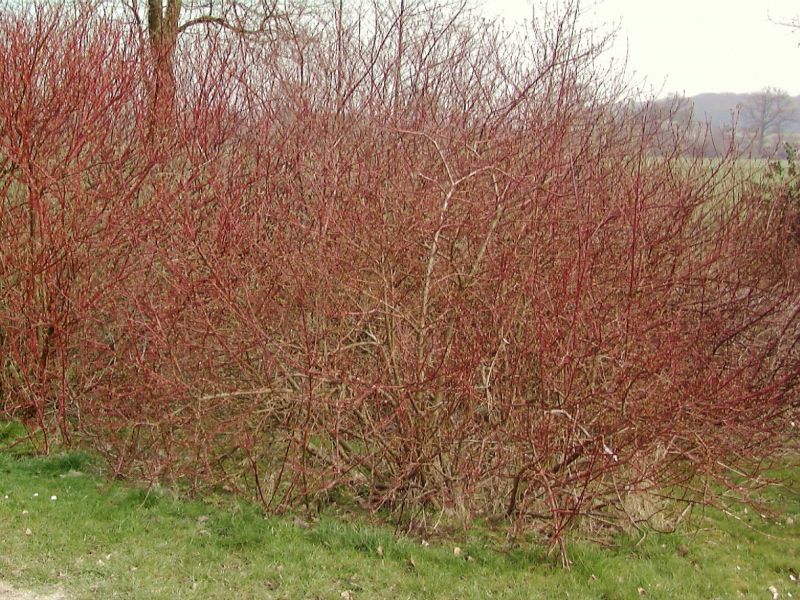 Cornus alba 'Sibirica Variegata' - Hartriegel 'Sibirica Variegata'