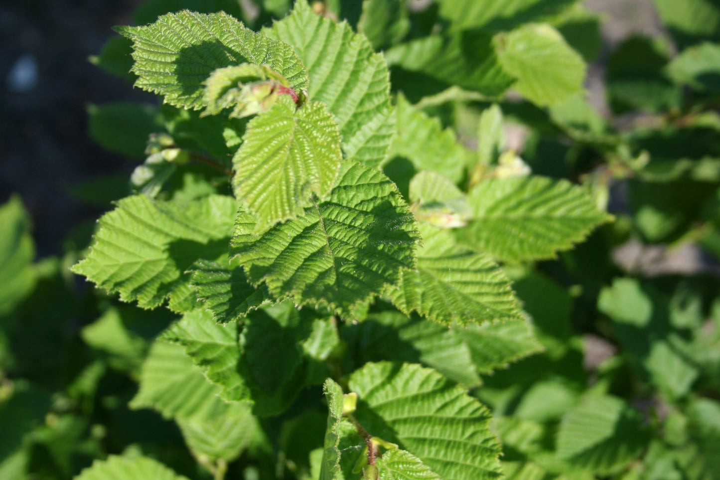 Corylus avellana - Waldhasel / Haselnuss