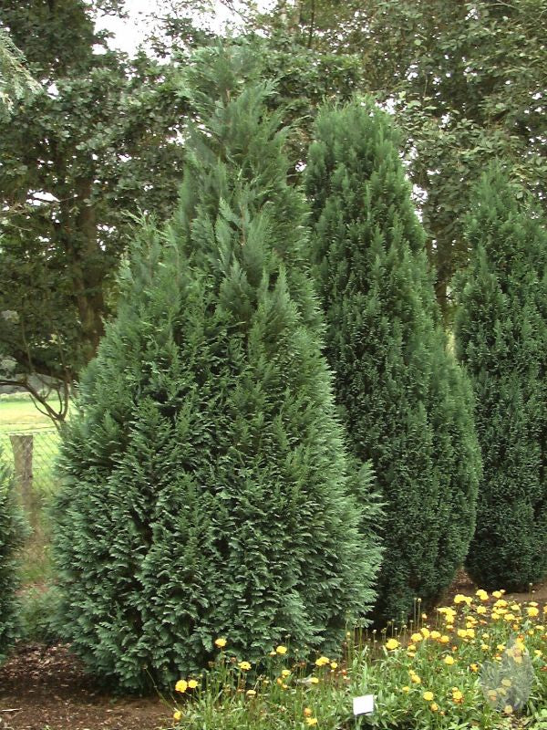 Chamaecyparis lawsoniana 'Alumii' - Heckenzypresse 'Alumii'