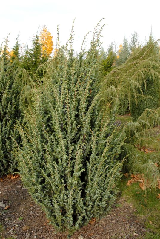 Juniperus com.'Meyer' - Heidewacholder 'Meyer'