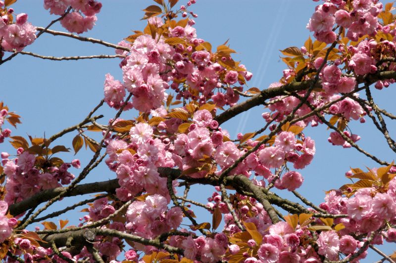 Prunus serrulata 'Pink Perfection' CAC - Hellrosa Nelkenkirsche