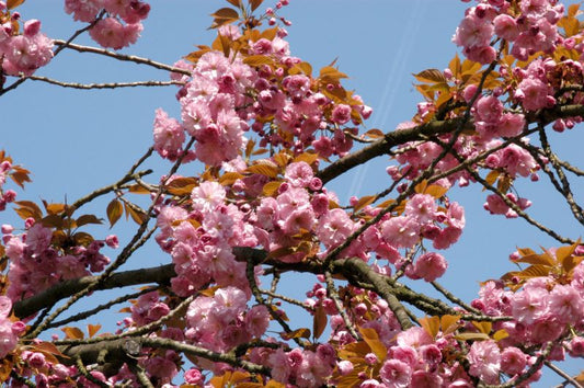Prunus serrulata 'Pink Perfection' CAC - Hellrosa Nelkenkirsche