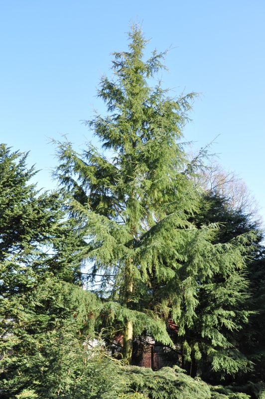 Tsuga heterophylla - Hemlocktanne heterophylla