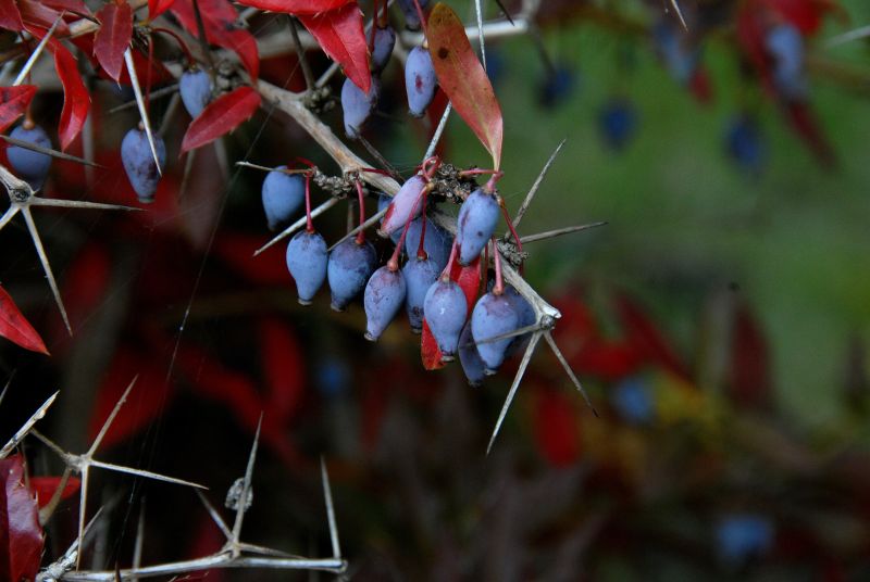 Berberis hookeri - Himalaya-Berberitze