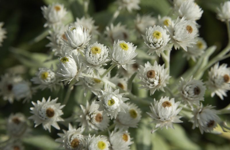 Anaphalis triplinervis - Himalaya-Perlkörbchen