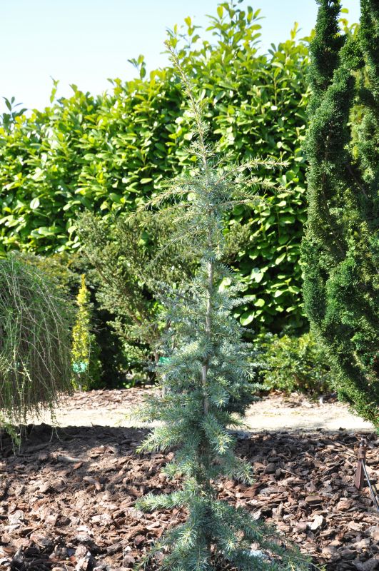 Cedrus deodara 'Karl Fuchs' - Himalaya-Zeder 'Karl Fuchs'