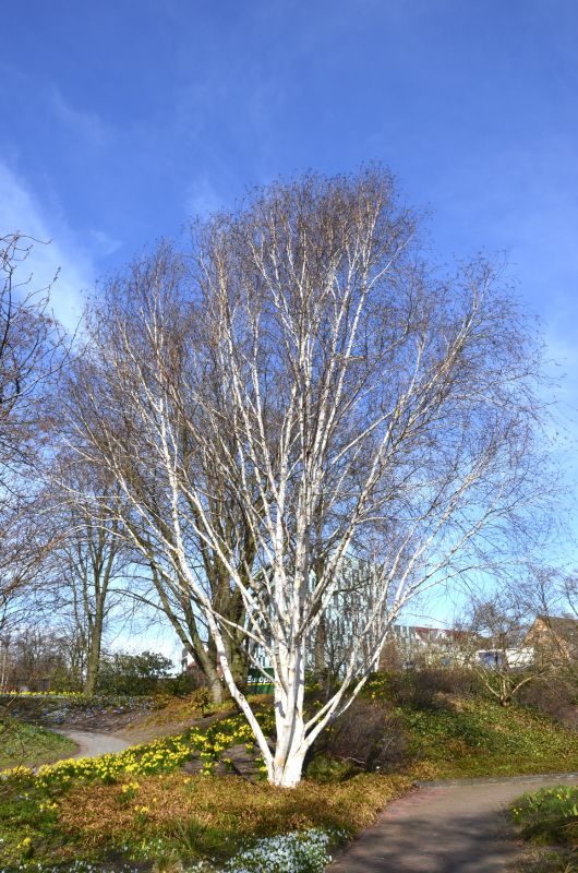 Betula jacquemontii - Himalayabirke