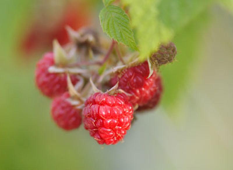 Rubus idaeus 'Black Jewel' CAC - Himbeere 'Black Jewel'