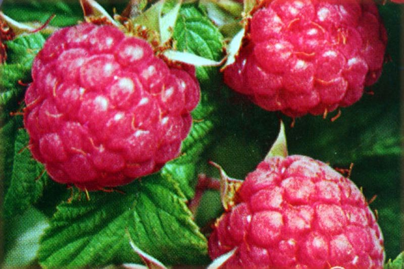 Rubus idaeus 'Himbostar' ® CAC - Himbeere 'Himbostar' ®
