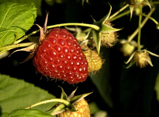 Rubus idaeus 'Malling Promise' CAC - Himbeere 'Malling Promise'