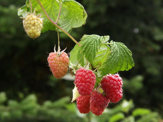 Rubus idaeus 'Polka' -S- CAC - Himbeere 'Polka' -S-