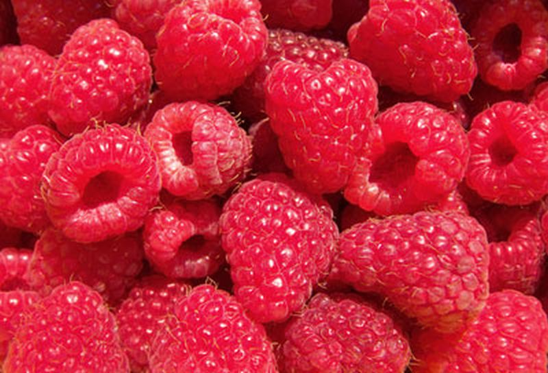 Rubus idaeus 'Rubaca' -S- CAC - Himbeere 'Rubaca' -S-