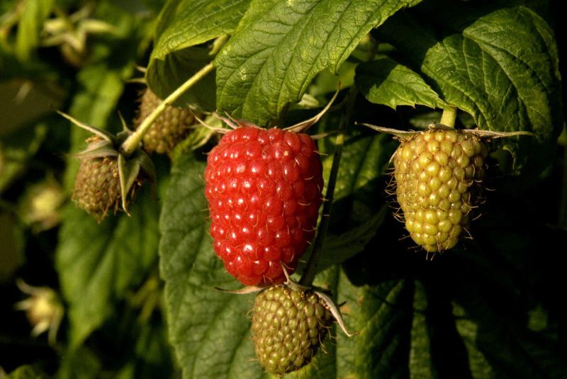 Rubus idaeus 'Schönemann' CAC - Himbeere 'Schönemann'