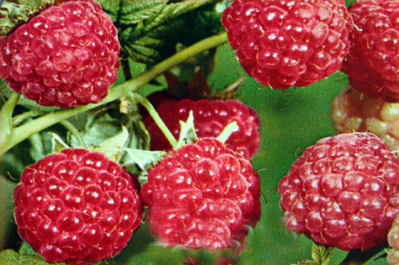 Rubus idaeus 'ZEFA 3 Herbsternte' CAC - Himbeere 'ZEFA 3 Herbsternte'