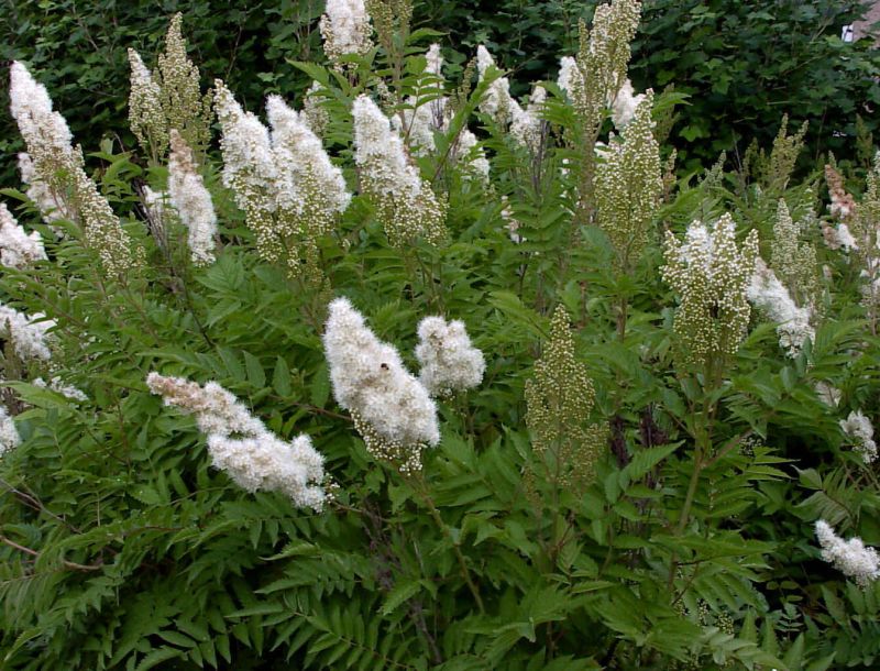 Sorbaria aitchisonii - Hohe Fiederspiere
