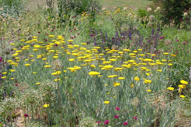 Achillea filipendulina 'Coronation Gold' - Hohe Garten-Gold-Garbe Coronation Gold