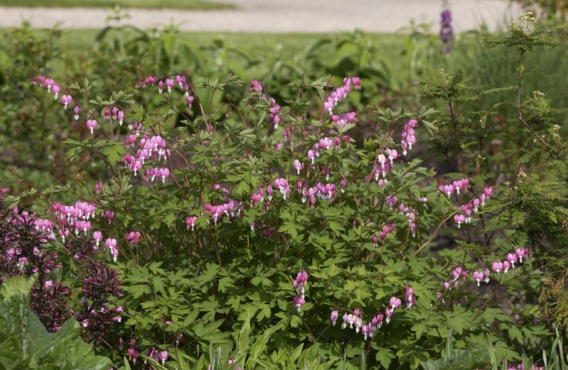 Dicentra spectabilis - Hohe Herzblume, Tränendes Herz