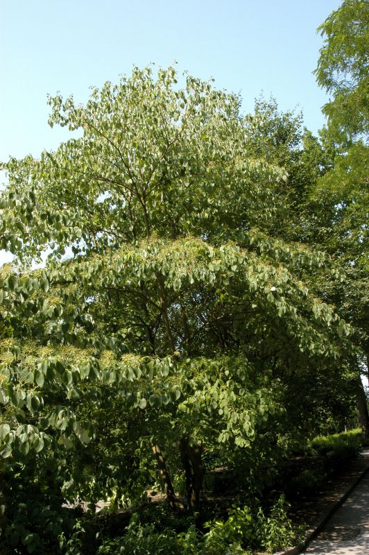 Cornus controversa - Hoher Etagen-Hartriegel