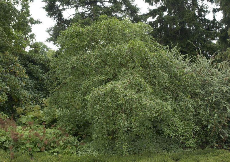 Euonymus phellomanus - Hoher Korkflügelstrauch