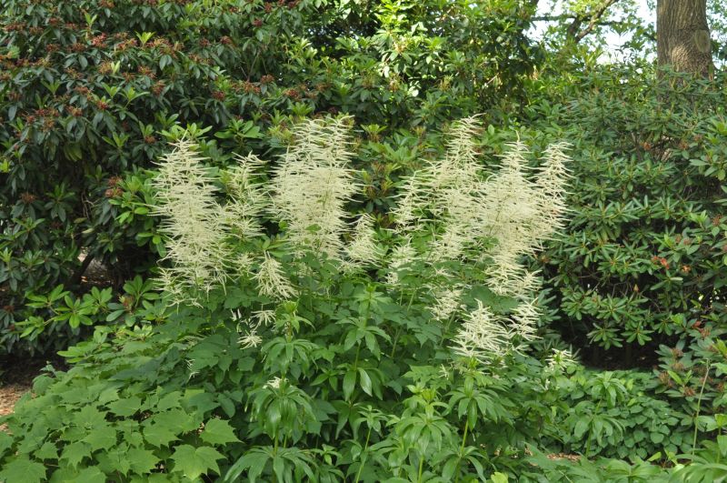 Aruncus dioicus - Hoher Wald-Geißbart