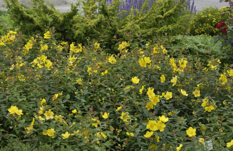 Hypericum moserianum - Hohes Johanniskraut