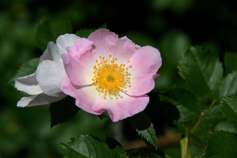 Rosa canina - Hundsrose