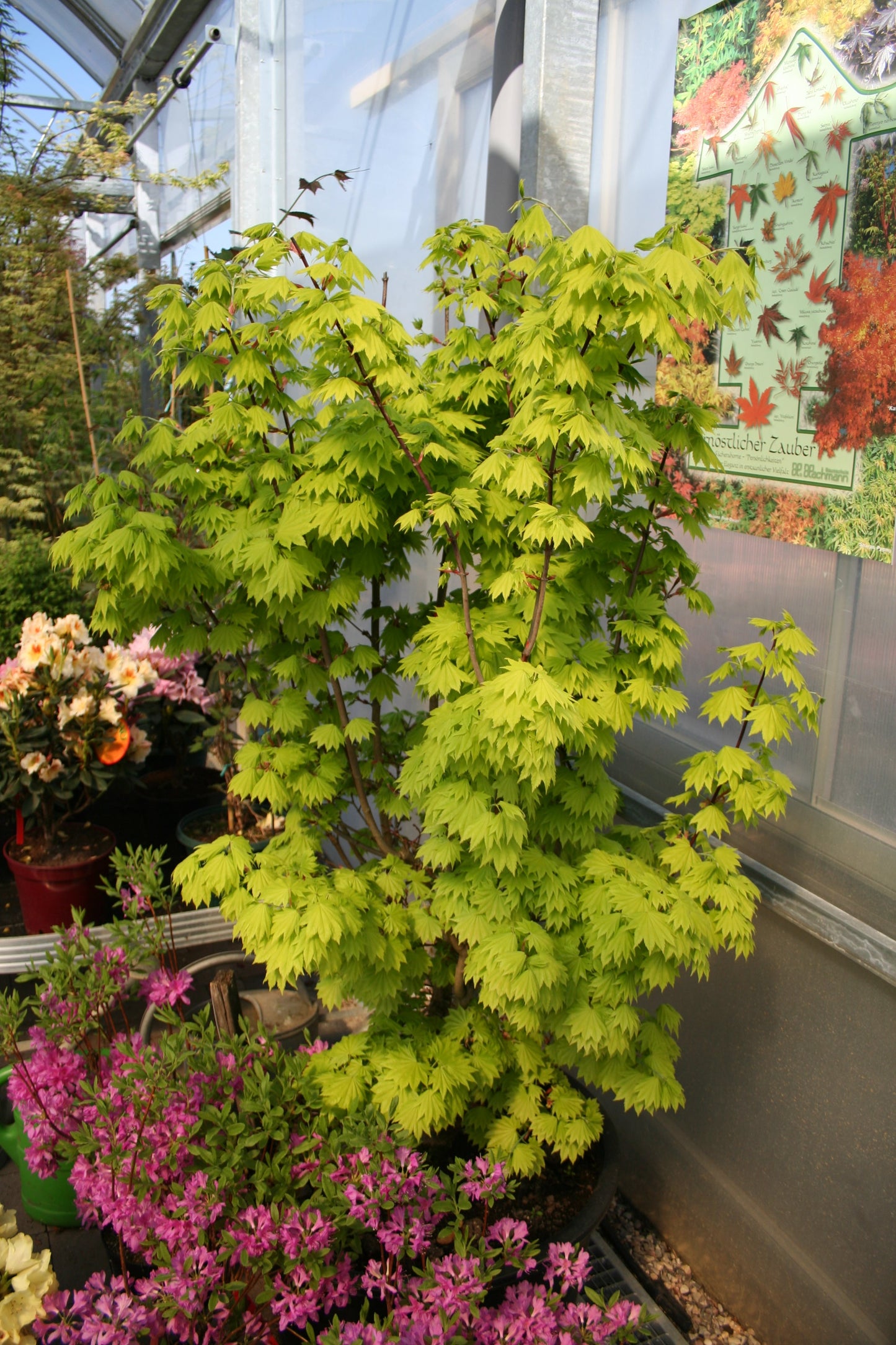 Acer shirasawanum 'Aureum' - Japanischer Goldahorn 'Aureum'