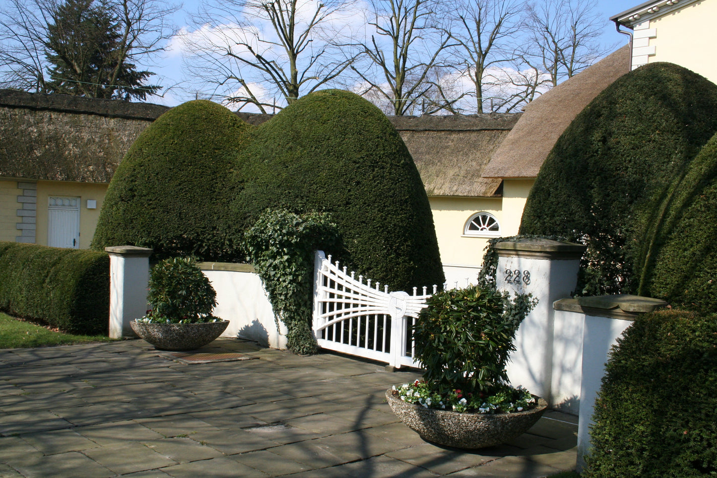 Taxus baccata - Heimische Eibe
