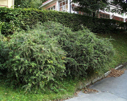 Berberis gagnepainii lanceifolia - Immergr.Lanzenberberitze lanceifolia