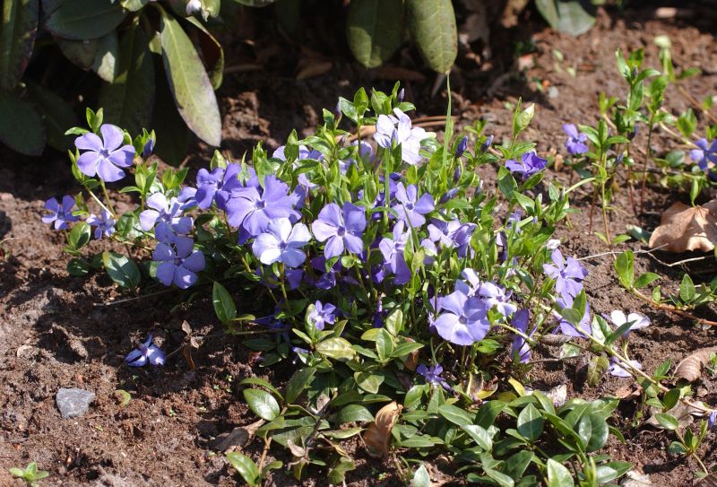 Vinca minor 'Bowles' - Immergrün 'Bowles'