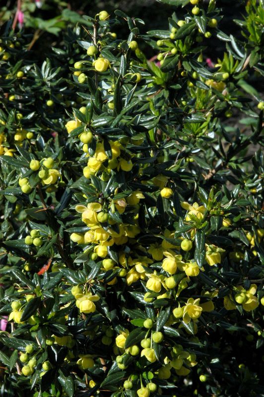 Berberis candidula 'Jytte' - Immergrüne Kissenberberitze 'Jytte'