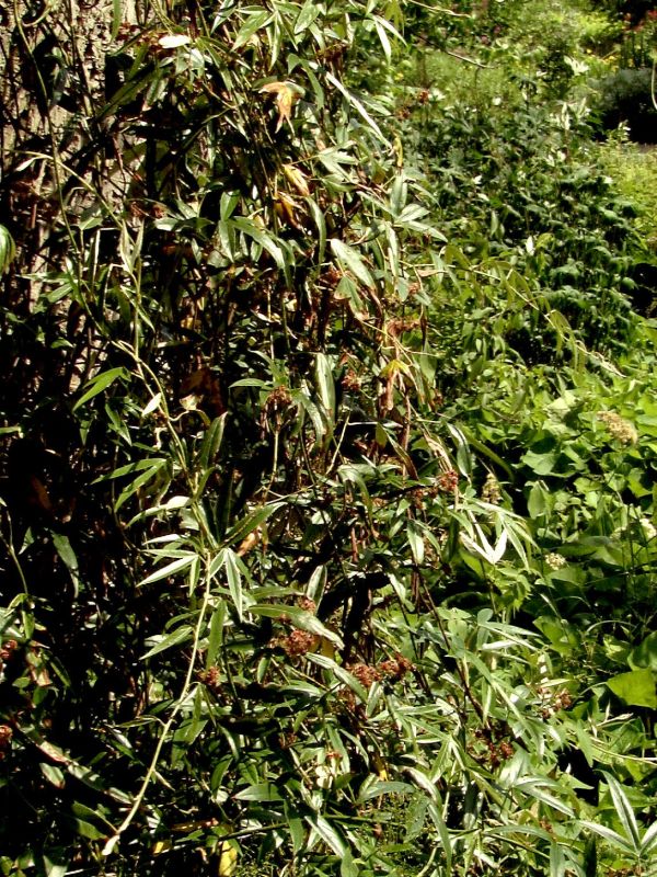 Rubus henryi - Immergrüne Kletterbrombeere