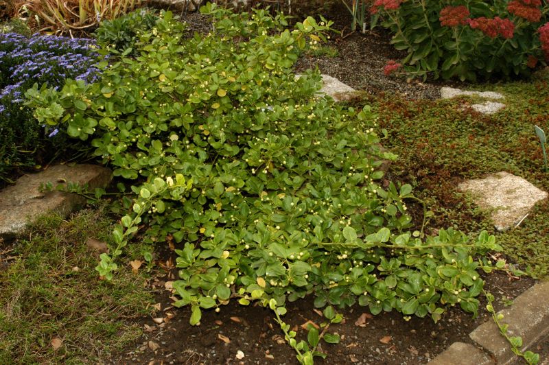 Euonymus fortunei radicans - Immergrüne Kriechspindel