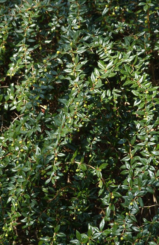 Berberis frikartii 'Amstelveen' - Immergrüne Kugelberberitze 'Amstelveen'